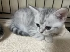 スコティッシュフォールド(立ち耳)【福岡県・女の子・2025年9月1日・シルバータビー】の写真6