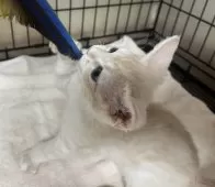 父スコ 母 セルカークレックス【福岡県・男の子・2025年6月29日・クリームタビー】の写真8