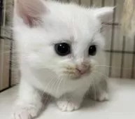 スコティッシュフォールド(立ち耳)【福岡県・男の子・2025年3月10日・クリーム】の写真12