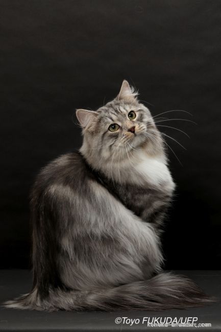 お父さん猫のゲラルトくんです｜吉田　桃子(よしだ　とうこ)ブリーダー(千葉県・ブリティッシュショートヘアなど・TICA/ECC登録)の紹介写真3