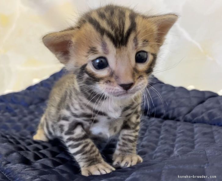 かわいい猫ちゃんが生まれています！｜吉田　桃子(よしだ　とうこ)ブリーダー(千葉県・ブリティッシュショートヘアなど・TICA/ECC登録)の紹介写真7