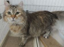 サイベリアン【・女の子・2017年4月24日・ブラウンマッカレルトービー】