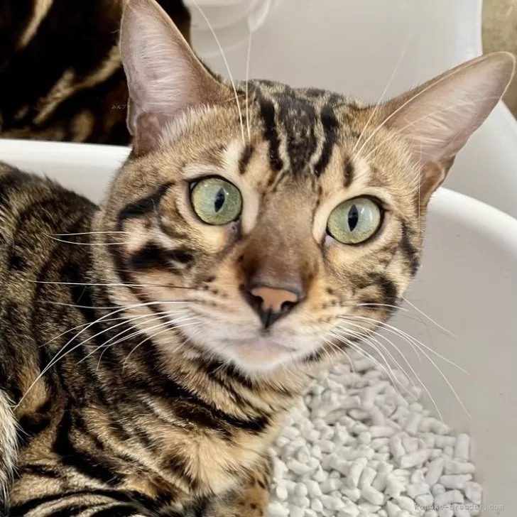 ID:2310-02090の子猫
