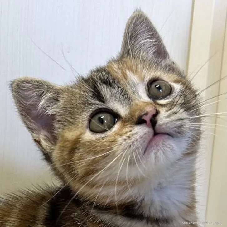 ID:2311-02166の子猫