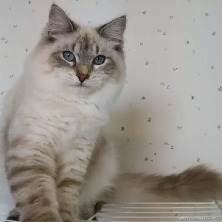 ID：2309-01171の子猫