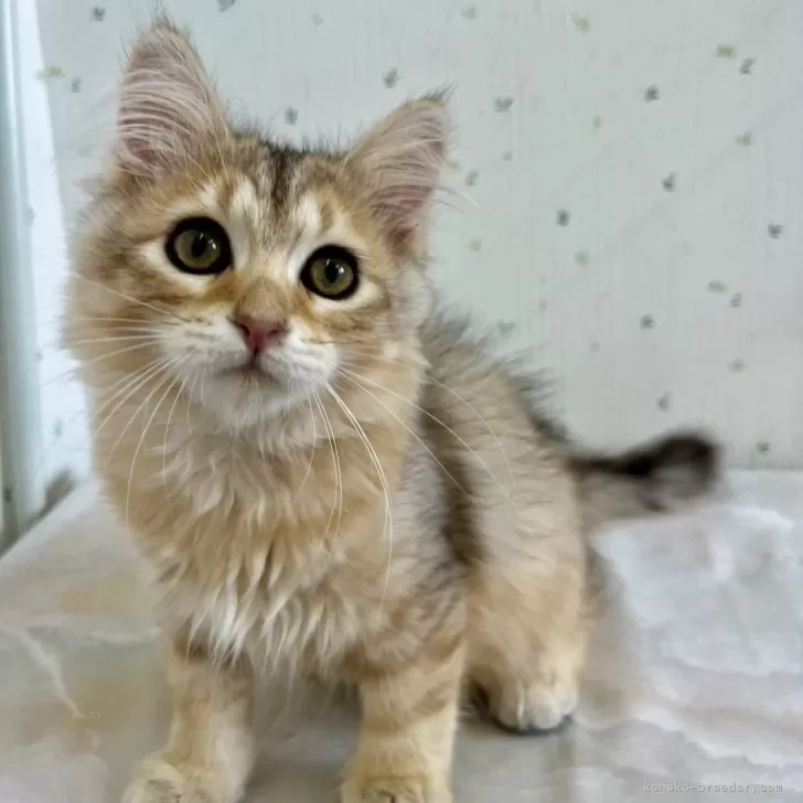 ID：2405-01197の子猫