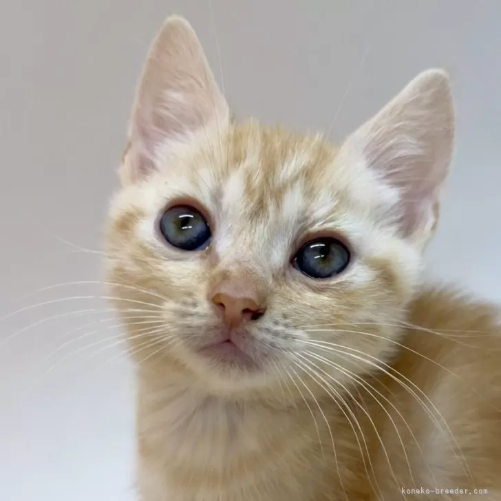 ID：2403-02580の子猫