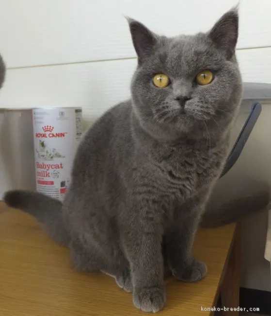 ID：2006-01581の子猫