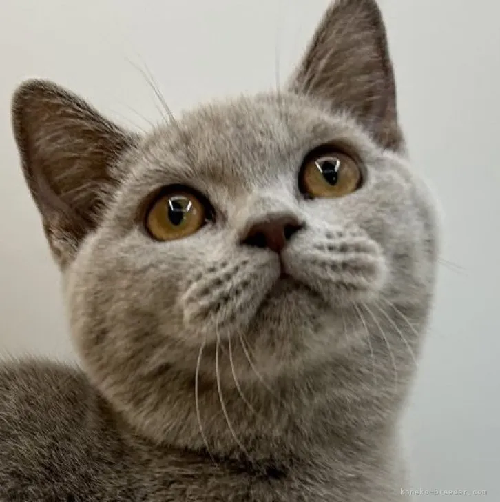 ID:2307-02422の子猫