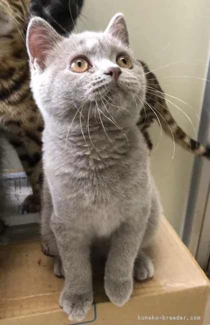 ID:2109-02550の子猫