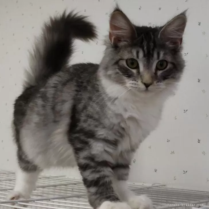 ID:2401-00197の子猫