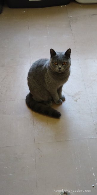 ブリティッシュショートヘア【・女の子・2022年6月15日・ブルー】