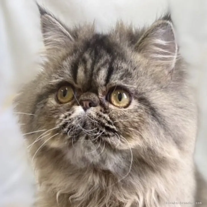 ID:2303-00834の子猫