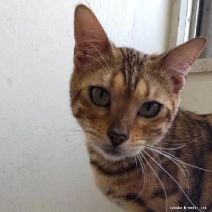 ID：2307-01350の子猫