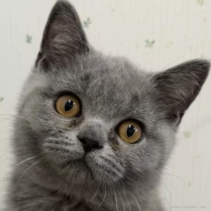 ID:2405-02036の子猫