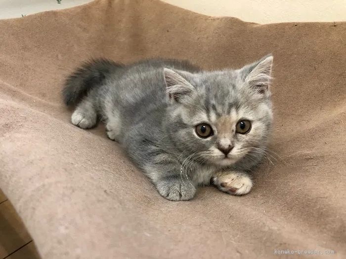 ID:2002-01084の子猫