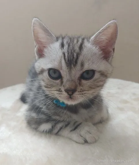 ID:2004-02165の子猫