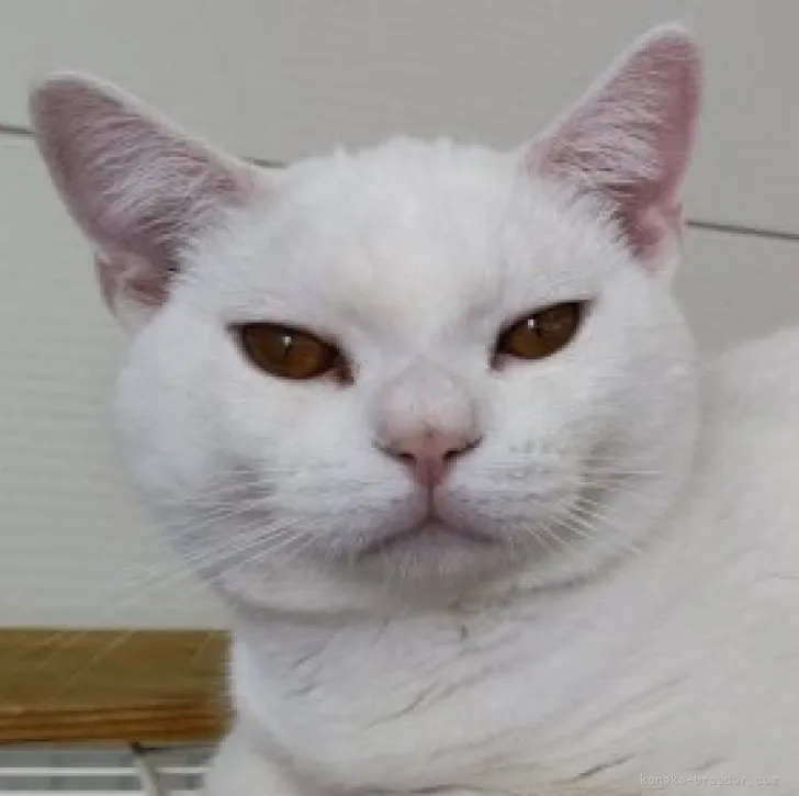 ID:2211-02876の子猫