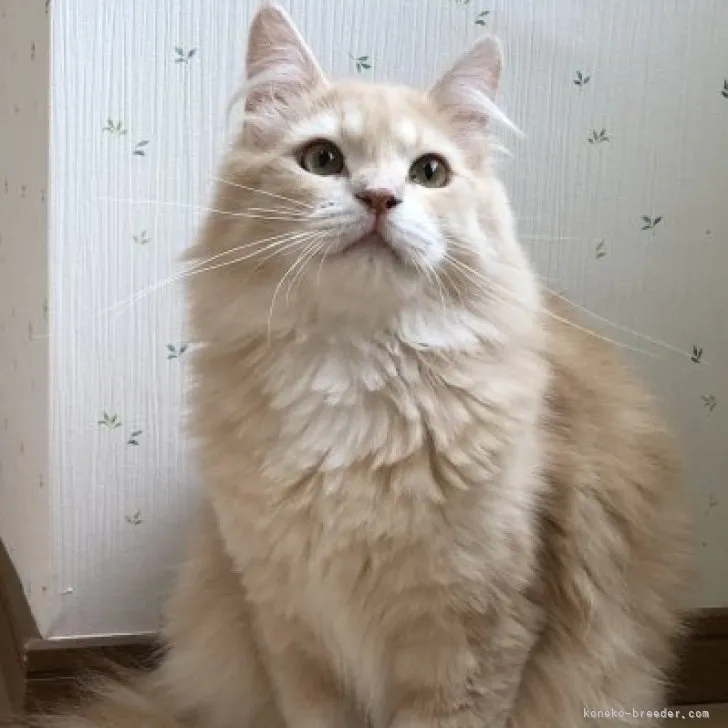 ID：2312-01239の子猫