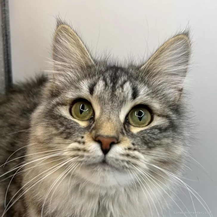 ID:2309-02102の子猫