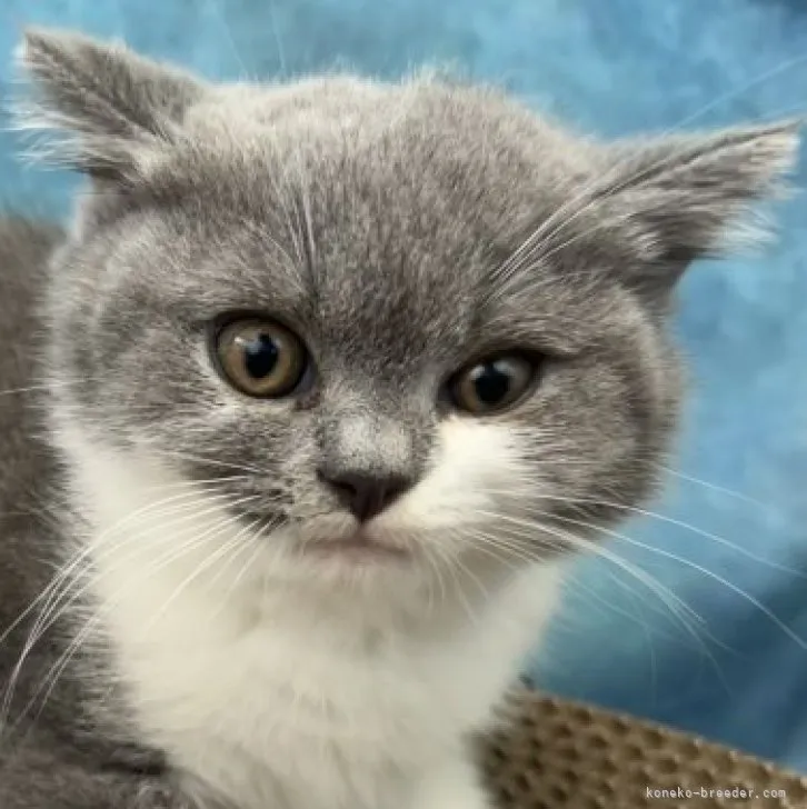 ID：2305-03858の子猫