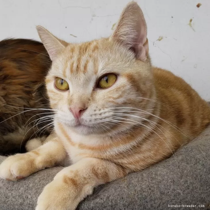 ID:2208-03219の子猫