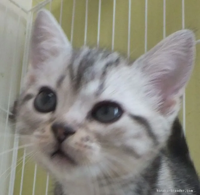 ID：2012-01589の子猫