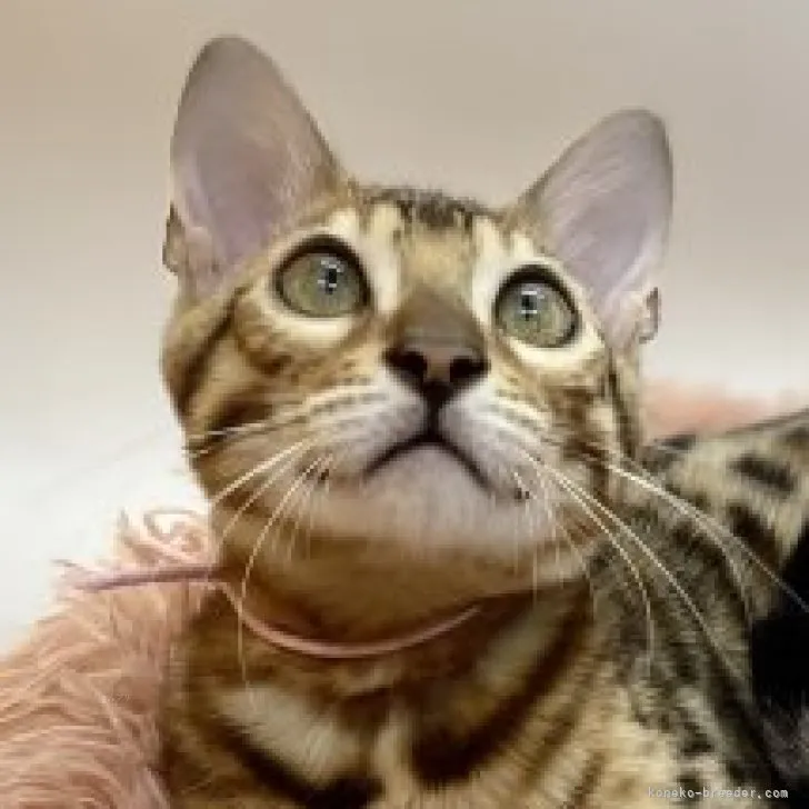 ID:2310-02091の子猫