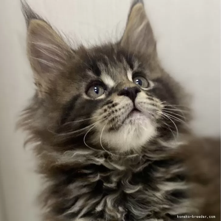 ID:2312-01948の子猫