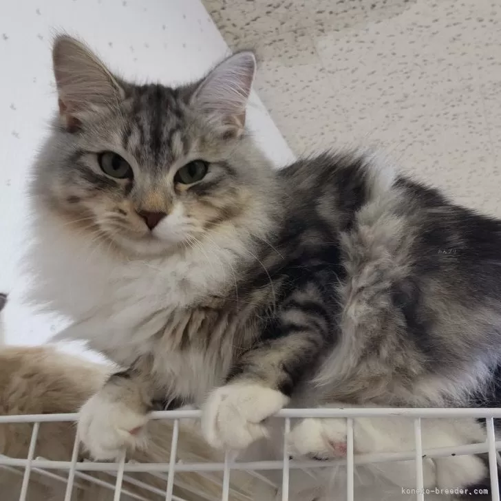 ID：2308-02709の子猫