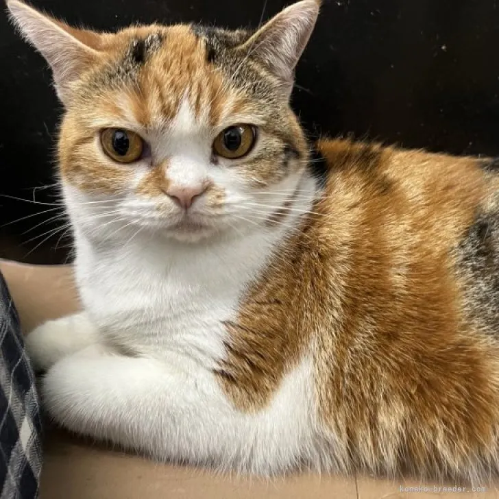 ID:2205-02649の子猫