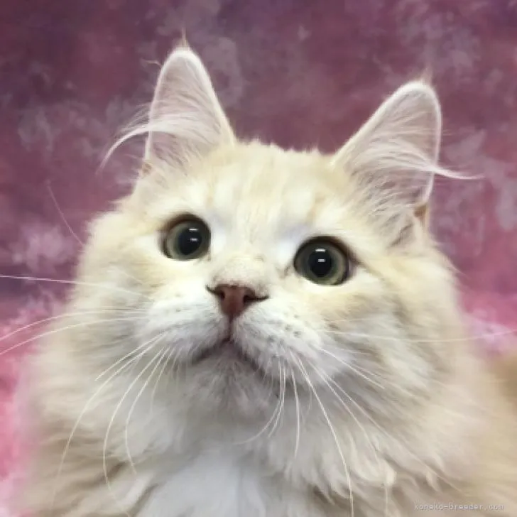 ID:2212-02084の子猫