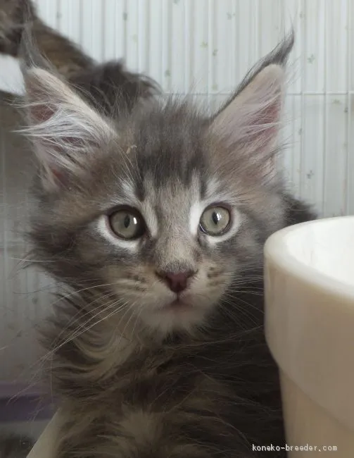 ID:2006-00542の子猫