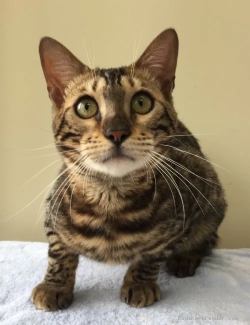 ID:1907-00998の子猫