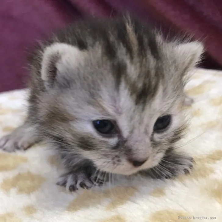 ID：2304-02699の子猫