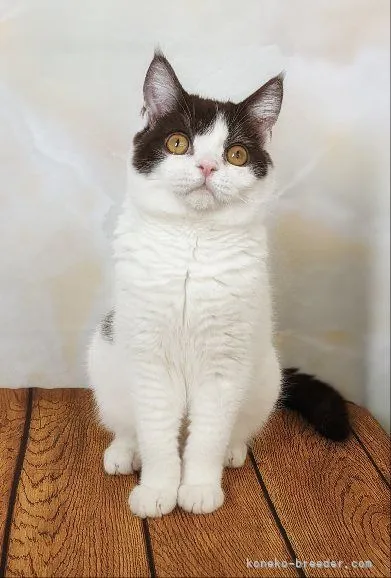 ID：2203-00643の子猫