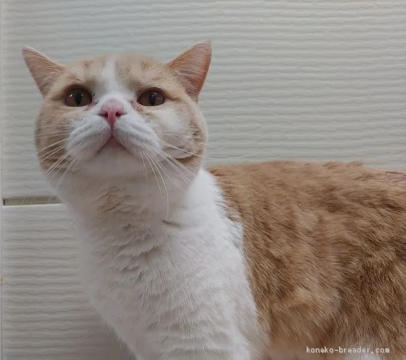 ID:1907-00262の子猫