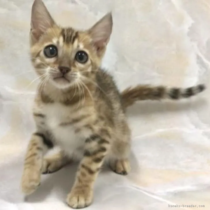 ID：2211-02878の子猫