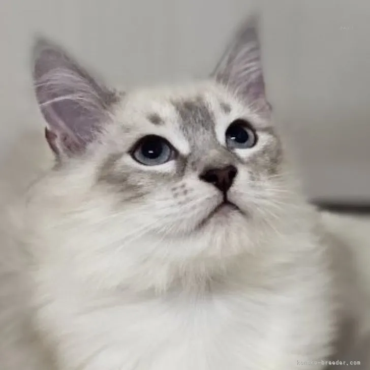ID:2310-02088の子猫