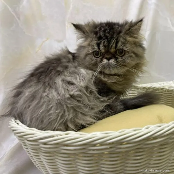 ID:2303-00830の子猫