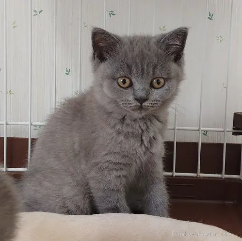 ID:2008-02153の子猫
