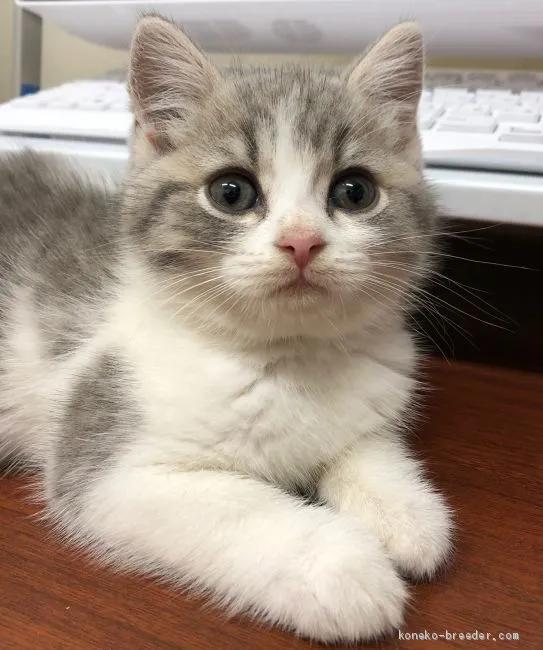 ID：1907-01368の子猫