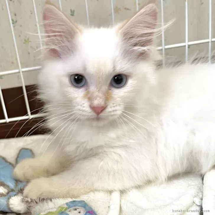 ID：2405-01199の子猫