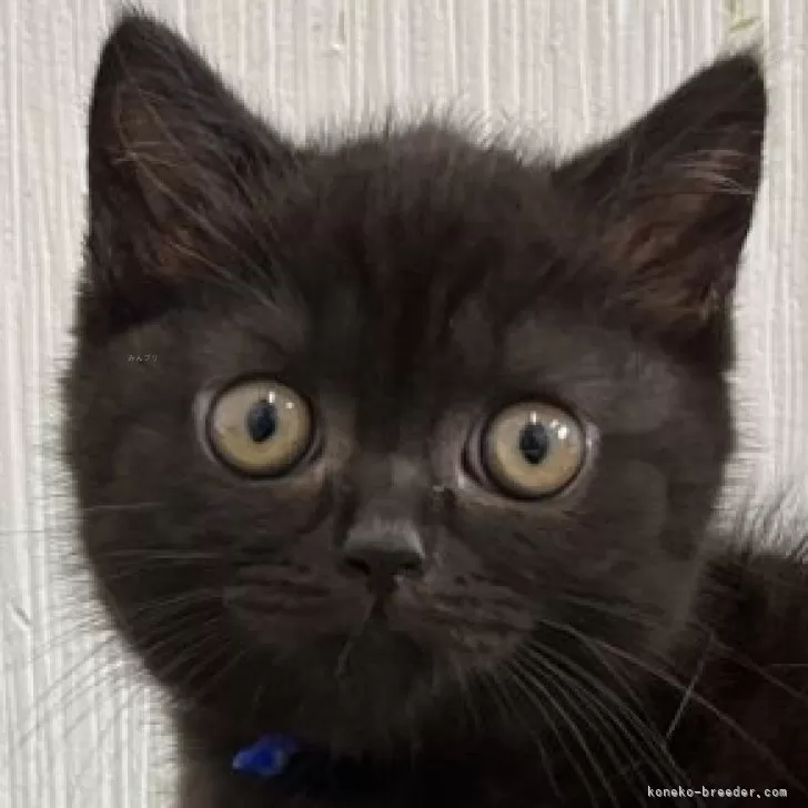 ID：2409-02314の子猫