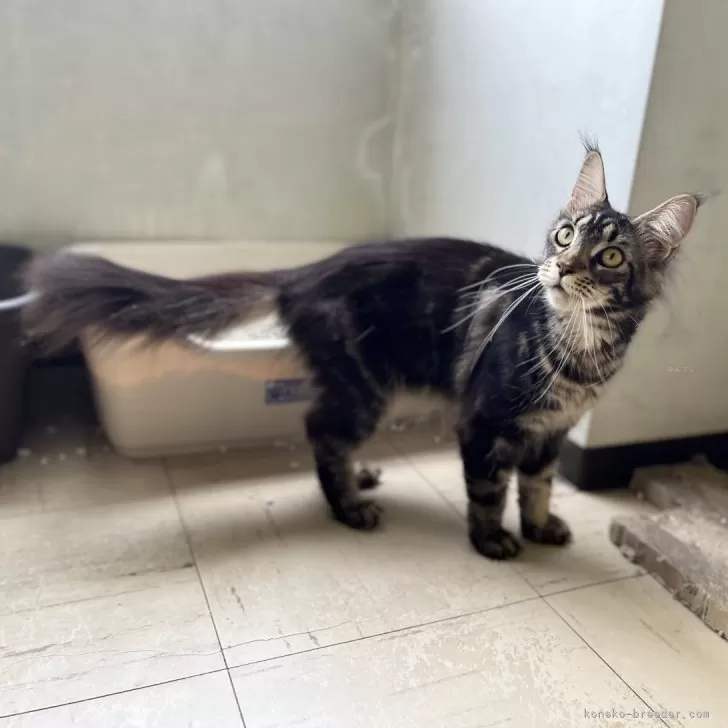 ID:2306-03671の子猫