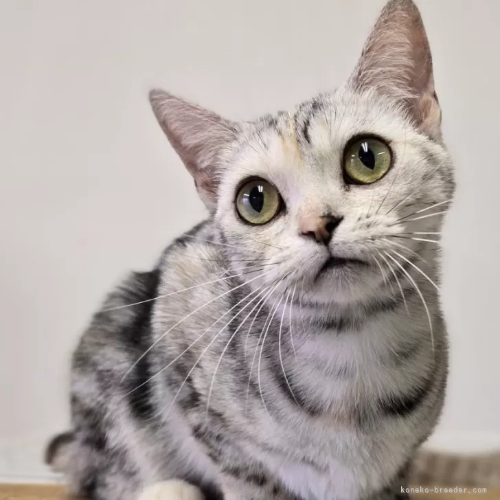 ID:2304-02262の子猫