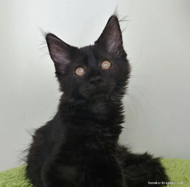 ID:2008-01771の子猫