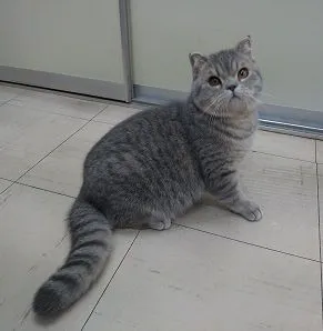 Kathy 様のお迎えした子猫