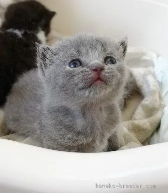 ID：2002-00920の子猫