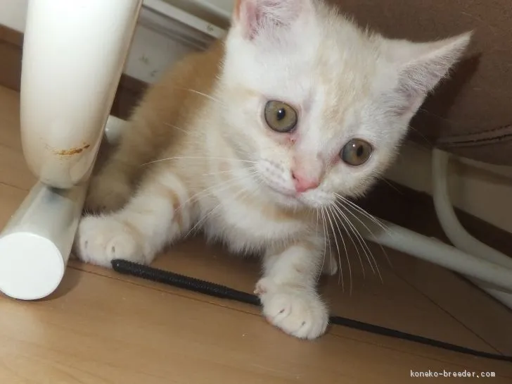 ID:2005-02259の子猫
